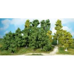 14 Arbres à feuilles 9-18 cm