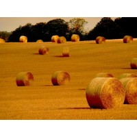 Balles de paille et foin